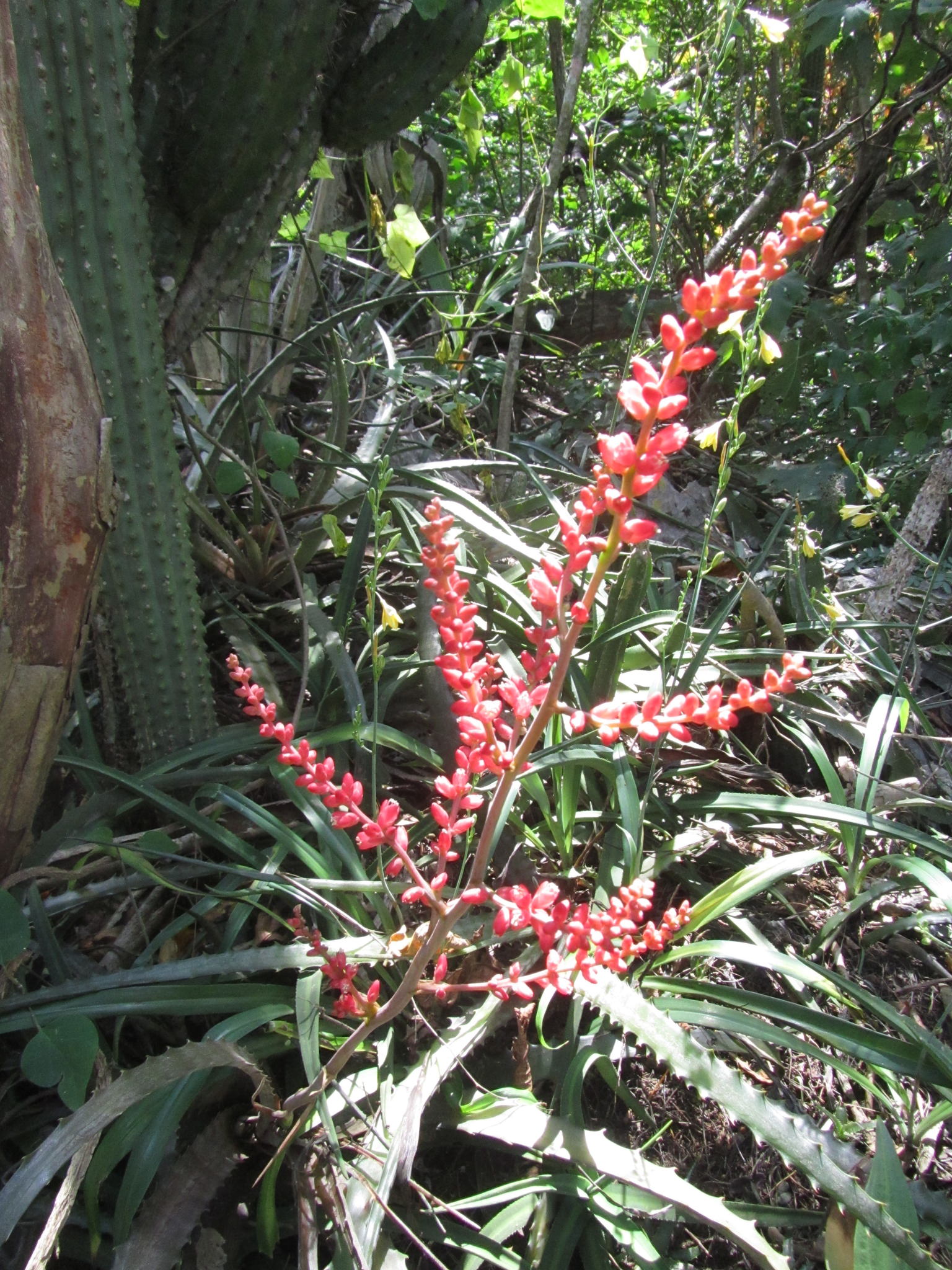 Hechtia rosea